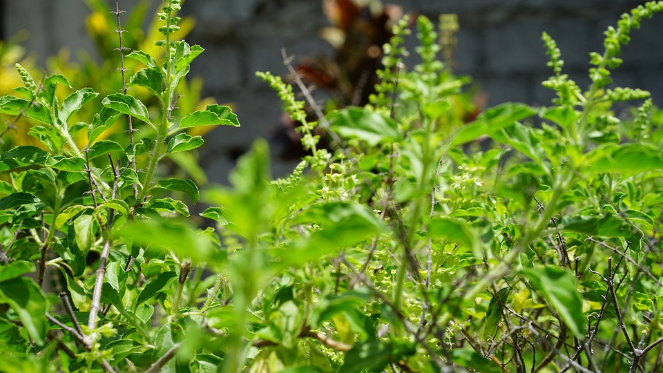 What Are The Health Benefits of Tulsi Plant